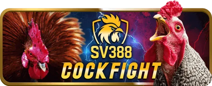 Đá Gà Trực Tiếp 6686bet